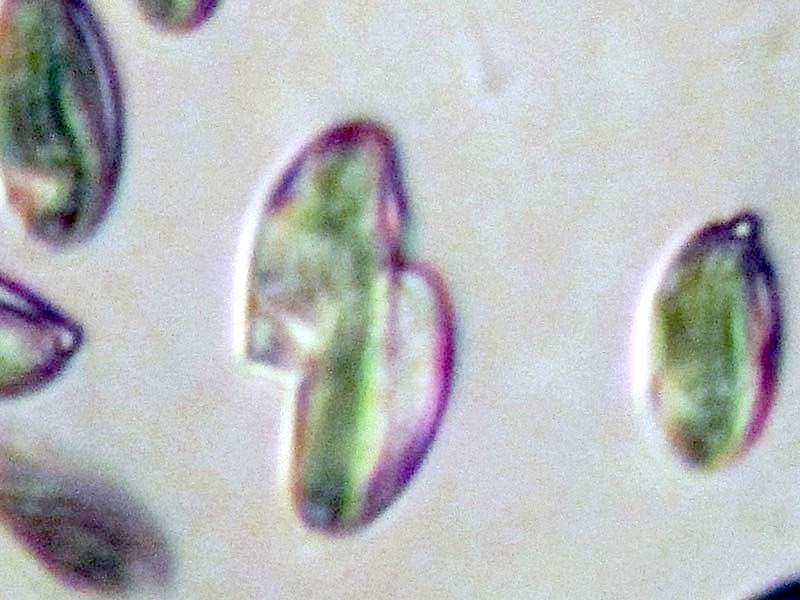 Polyporus tuberaster da confermare (P. tuberaster)